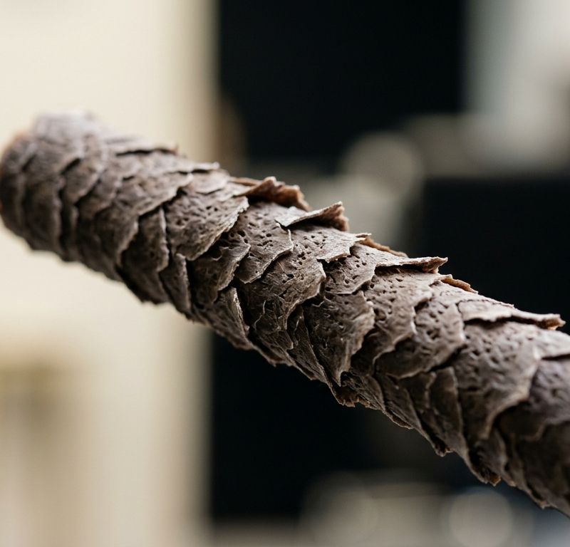 Close-up of a hair cuticle showing raised, eroded scales from sun damage