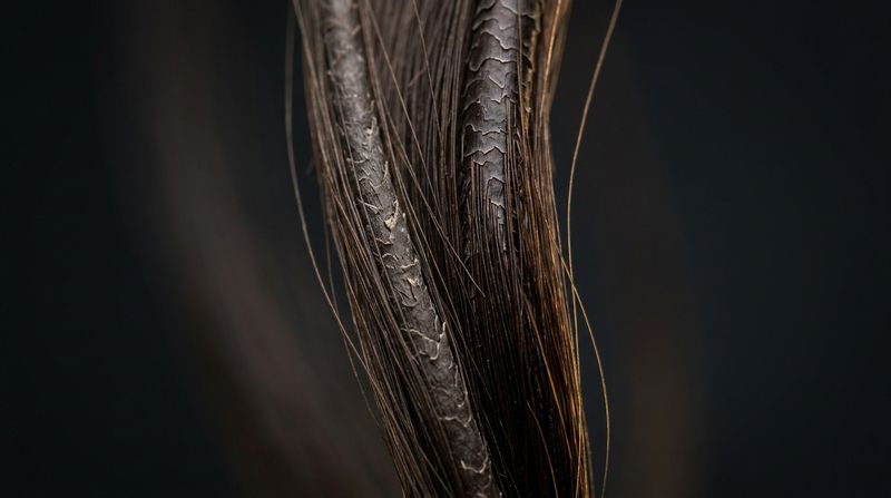 Macro of a hair strand with damaged cuticle and reduced pigment